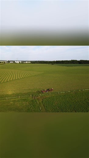 Take a look at Springfield Whitetails, an Amish deer farm where some of the biggest deer in the state are raised. See what makes this farm special and learn about the unique partnership behind it. | Deer Farming