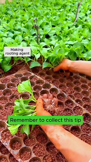 5.9K views · 40 reactions | Root Stimulating Fertilizer #garden #gardening #plants #planting #planthacks #gardenhacks #gardeningmakemehappy #gardeningtips #gardeningideas #gardeninspiration #gardenlove | Gardening Ideas | Facebook