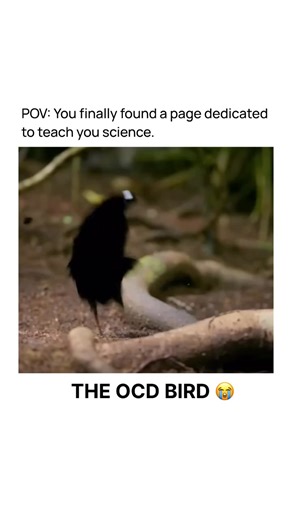5.6K views · 91 reactions | The OCD Bird: Love, Dance & Cleaning Obsession ✨️ Nature’s Ultimate Perfectionist  Meet the Bird of Paradise – New Guinea’s feathered OCD artist, turning the jungle into a stage to woo the love of its life! 連 With plumage that outshines rainbows and dance routines rehearsed to surgical precision, this bird’s entire existence is a labor of love. | Weird World | Facebook