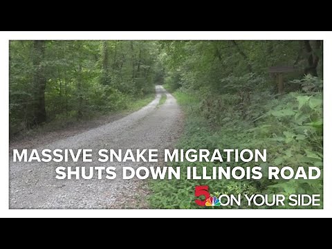 Massive snake migration shuts down miles of Illinois road