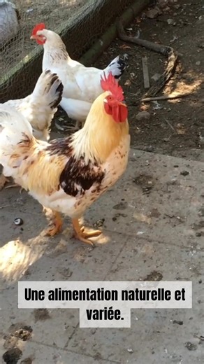25K views · 94 reactions | “Les bases de l’élevage de poules à la maison” | Astuces pour un Éco-Jardin | Facebook