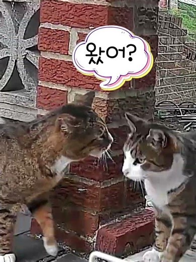 "까망 누나 눈치 보던 탕이, 춘식이가 부르자마자 '쌩~'?! 😼💨"#웃긴영상 #탕이 #춘식이#FunnyCats