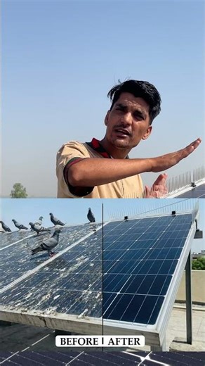 Bird Spikes for Solar Panel with Stand