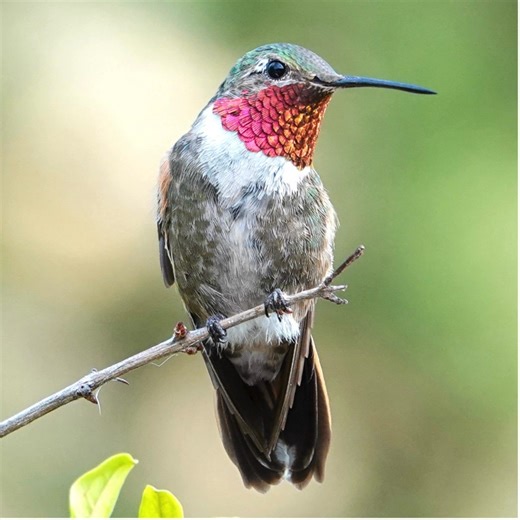 Did you know that hummingbirds don't usually walk? They predominantly use their tiny legs and feet to perch or shuffle from side to side. Photo Credit: Hilary Morejon - Hummingbirds of Joy (Male Broad-tailed) | International Hummingbird Society