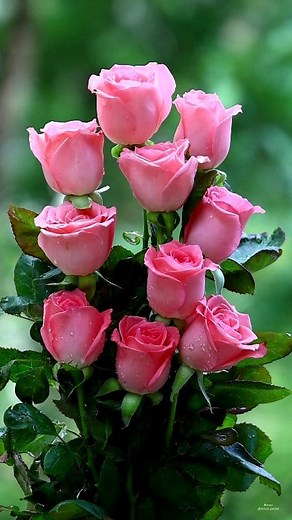 Rose Bouquets | Roses