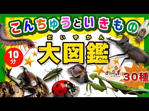 【昆虫 集合！】こんちゅうといきもの大図鑑★30種類の虫や生き物が大集合！カブトムシやクワガタムシなど生き物の名前を覚えよう◎【子供向け昆虫 生き物アニメ】