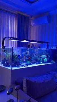 Client Reef Aquarium Setup – Mr. Amir Said, Uzbekistan #aquarium #RedSeatank #reefaquarium #coral