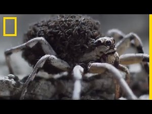 This spider devours its young at birth