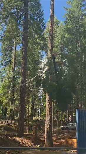 Climber speedlines tree top..#treeclimbing ##treecutting #treework #tree #work #wood #woods #shorts