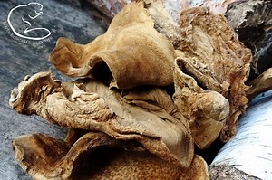 Amadou Tinder Pieces for Primitive Fire Lighting, 10 Grams of Horse Hoof Fungus Fomes Fomentarius, Bushcraft, Survival, Re-enactment Gift - Etsy