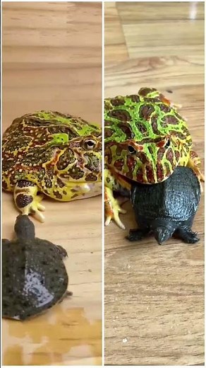 frog try to eat softshell turtle | source ‪@zhongxuewa‬