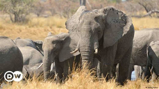 Namibia: access for elephants