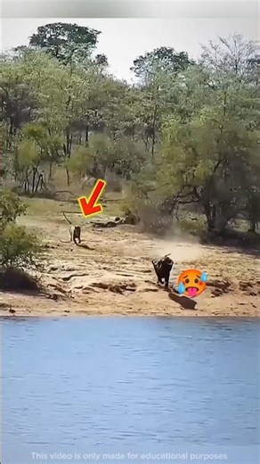 जंगली भैंसे का आख़िरी दिन? 🐃 | Lion vs Buffalo vs Crocodile | Jungle Reality