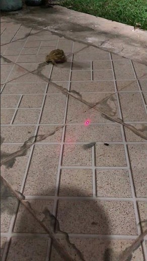 Pet Frog Follows Laser Pointer to His Dinner