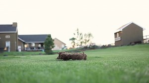 Group Newborn Baby Goldendoodle Breed Playful Stock Footage Video (100% Royalty-free) 1091905779 | Shutterstock