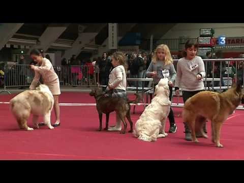 1800 chiens sur leur 31 pour l'exposition canine de Toulouse