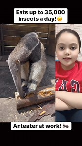 4.8K views · 57 reactions | Watch this amazing anteater use its powerful claws to dig through a log and then feast on ants and grubs with its impressively long tongue—up to 2 feet! Anteaters can eat up to 35,000 insects a day, making them nature’s ultimate pest control experts!  #Anteater #NatureAtWork #WildlifeFacts #PestControlExpert #LongTongueLife #DigAndFeast #AnimalAdaptations #AmazingWildlife #NatureIsCool #FunFacts | Michelle Reyes | Facebook