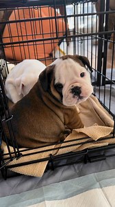 28K views · 1.1K reactions | Some puppy play time | Buckeye Bulldog Rescue | Facebook