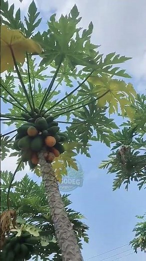 Tropical Papaya Farming — Nonstop Harvest Every Season!