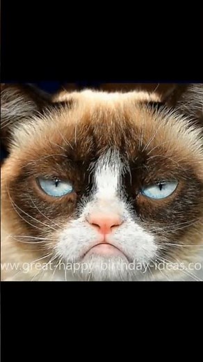 Grumpy Cat Happy Birthday Song (Too Funny) #shorts