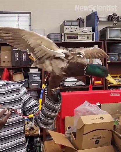 233K views · 2K reactions | The Taxidermy Bird Drone project is...