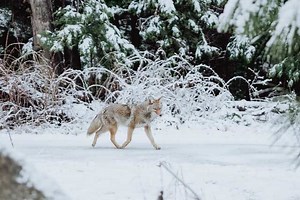 The Best Way To Trap Coyotes In Snow - 4 Simple Steps - Coyote Hunting