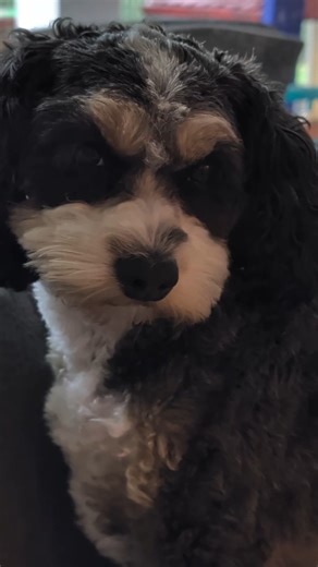 One Puppy is on High Alert, The Other is Still Asleep