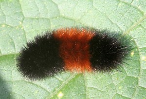 Do those fuzzy caterpillars really tell the weather? What to know about woolly bears