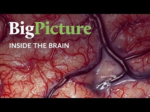 Inside the Brain | A Big Picture film for the Wellcome Trust