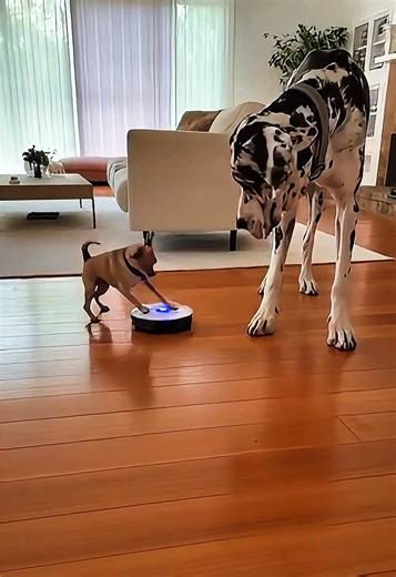 ‏#fpy #usatiktok🇺🇸 #viral #dogs #pet_verse