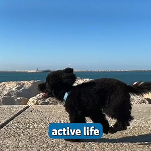 1.7K views · 2.8K reactions | Are you looking for a way to help...