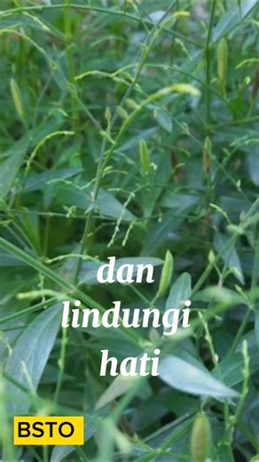 MENJAGA KESEHATAN HATI #infosehat #sambiloto #subscribe #like #share