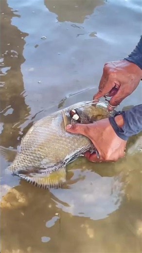 Incredible Sea Rescue: Helping a Triggerfish.