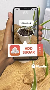 Your personal plant care expert Identify plants & diseases  Get full plant information and customised care schedule ⏳ Cure your plant in easy steps 彩 | PlantIn: AI Plant Identifier | Facebook