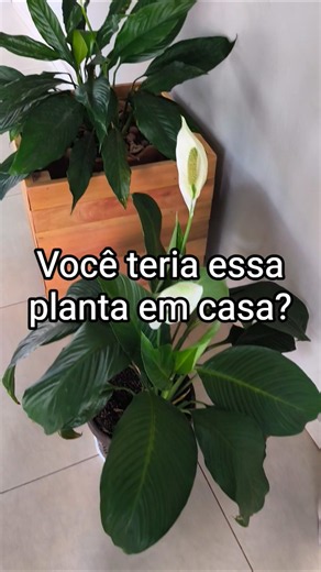 Lírio-da-Paz: A Planta Que Simboliza Calma e Harmonia