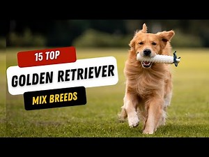 15 Golden Retriever Mix Breeds That Will Steal Your Heart!