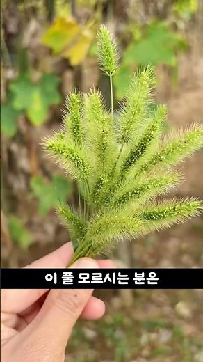 아주 흔한 풀 강아지풀, 눈이 침침할 때 쓰였다는 풀