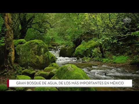 El Gran Bosque de Agua, uno de los más importantes de la República Mexicana