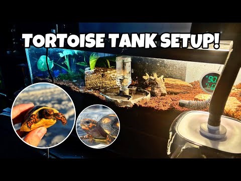Setting Up My Red Footed Tortoise Tank!
