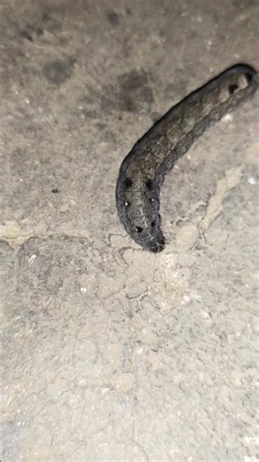 Malnad Different type of insects..