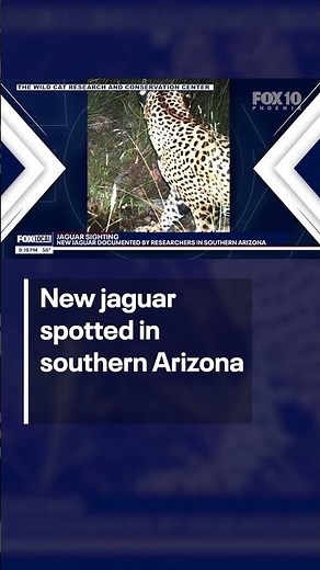 New jaguar spotted in southern Arizona | FOX 10 Phoenix