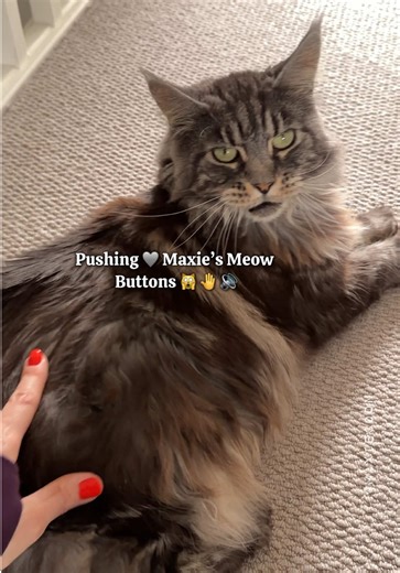 Her Meow Button Works PURRfectly – Maxie Coon The Cat