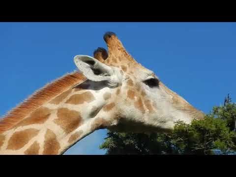 Did you know how Giraffe feeds