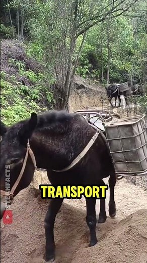 How Donkeys Move Tons of Cargo Where Trucks Can’t 🚫🚚