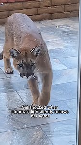 This family saved a mountain lion that was caught in a hunter trap | Suusuu