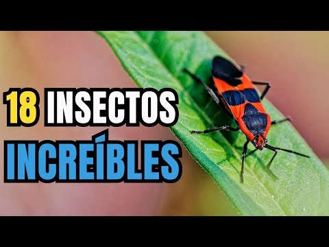Insects with Unique Abilities - 18 Insects with Abilities That Will Surprise You