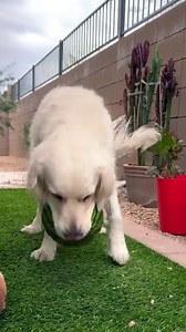 After a bout of diarrhea, vomiting or intense exercise dogs🐾 need to rehydrate💧 quickly. Try this easy homemade electrolyte drink🍉🥥🫖 you can enjoy too on a hot day. Download the full recipes in The Forever Dog Learning Lab. Preorder The Forever Dog LIFE today and join our Learning Lab with thousands of community members to get your freebie bundle (worth over $200) including cooking demos🍳, how-to videos🎥, recipes, ebooks, and more content being added weekly. Don’t wait, this opportunity w