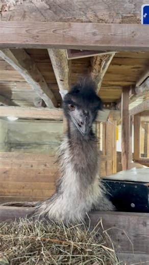 Unmatched accuracy with pretend treats | Useless Farm