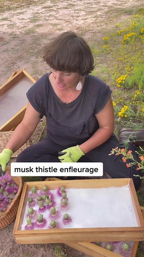 Thistle Enfleurage: Capturing Wildcrafted Scents