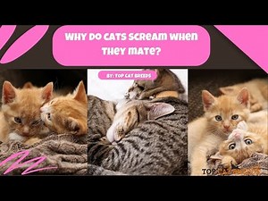 Why Do Cats Scream During Mating? Unveiling the Mystery! | Top Cat Breeds